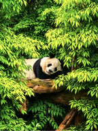 6D5N Sichuan Grand Loop MINI SMALL GROUP