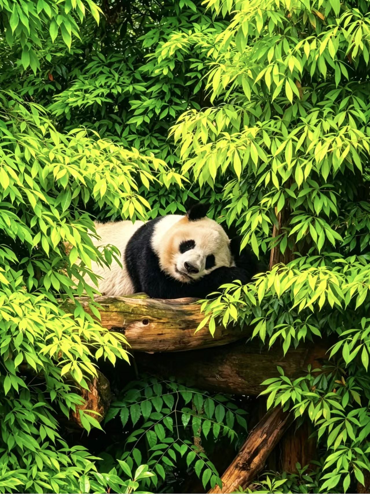 6D5N Sichuan Grand Loop MINI SMALL GROUP