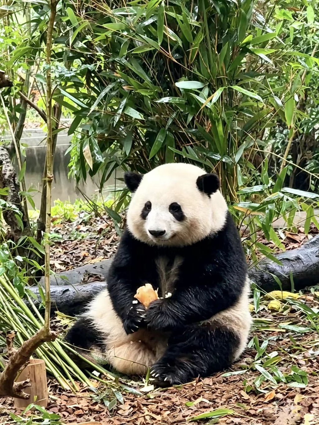 6D5N EXPLORE SICHUAN FREELY MINI SMALL GROUP