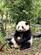 6D5N EXPLORE SICHUAN FREELY MINI SMALL GROUP